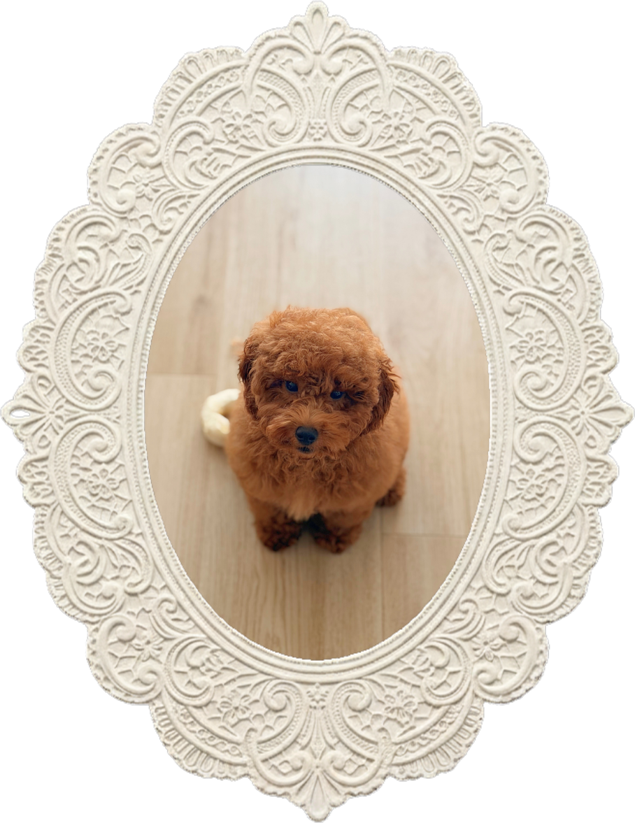 Mocca